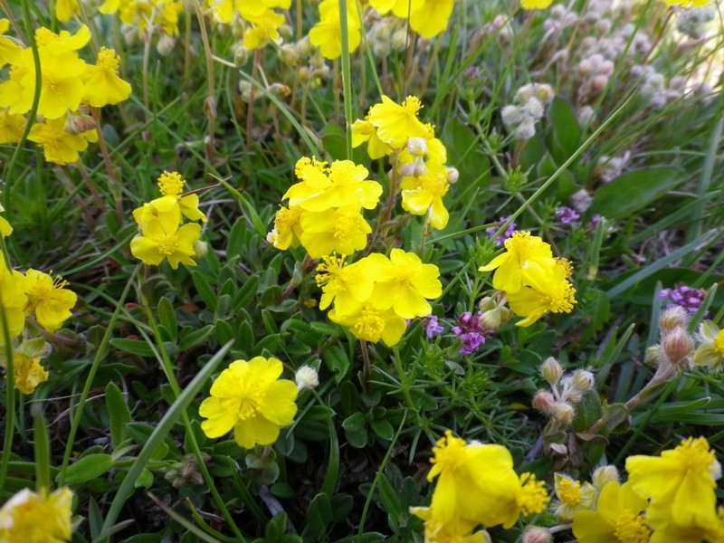 Helianthemum oelandicum / Eliantemo rupino